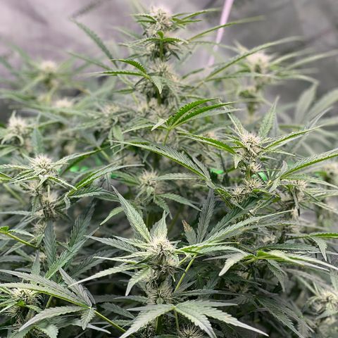 ILGM Blue Dream Auto growlog timeline photo