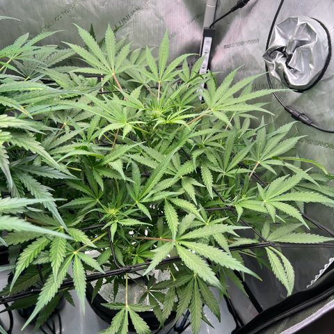 ILGM Blue Dream Auto growlog timeline photo