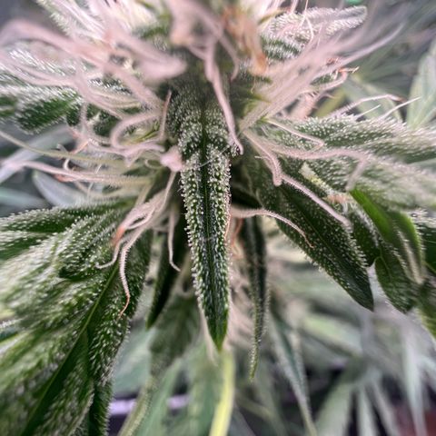 ILGM Blue Dream Auto growlog timeline photo