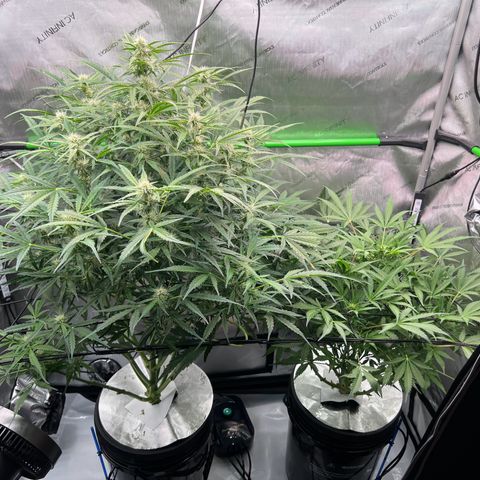 ILGM Blue Dream Auto growlog timeline photo