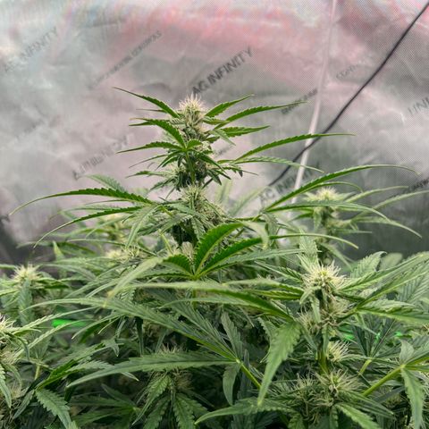 ILGM Blue Dream Auto growlog timeline photo