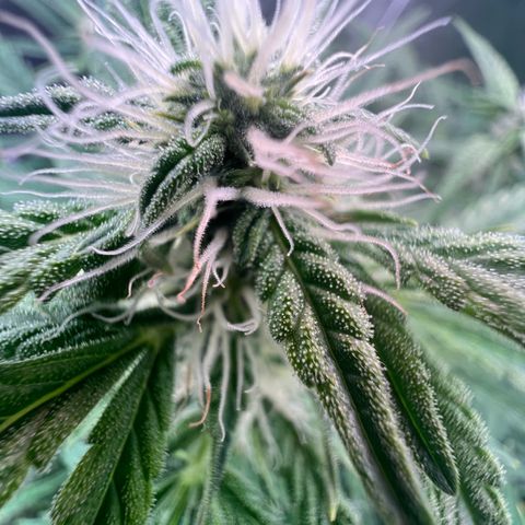 ILGM Blue Dream Auto growlog timeline photo