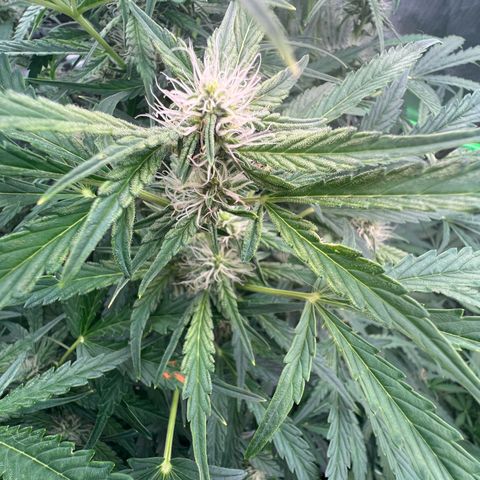 ILGM Blue Dream Auto growlog timeline photo