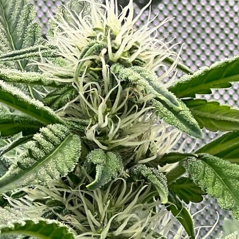 ILGM Blue Dream Auto growlog timeline photo