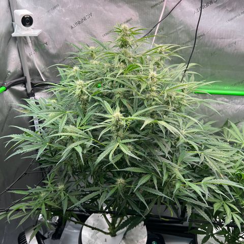 ILGM Blue Dream Auto growlog timeline photo