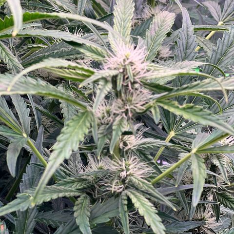 ILGM Blue Dream Auto growlog timeline photo