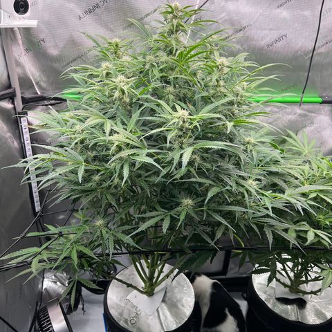 ILGM Blue Dream Auto growlog timeline photo
