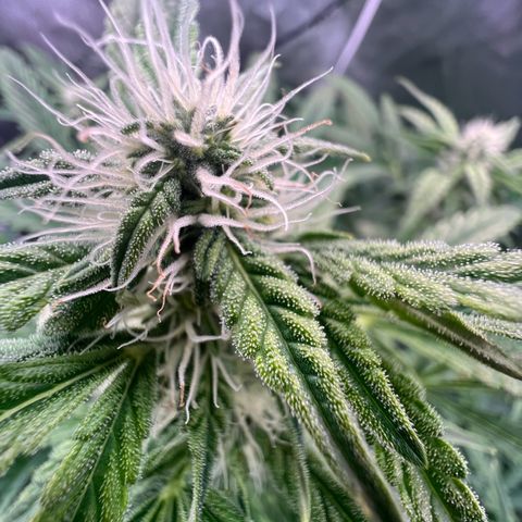 ILGM Blue Dream Auto growlog timeline photo