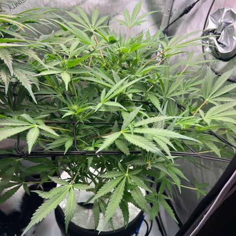 ILGM Blue Dream Auto growlog timeline photo