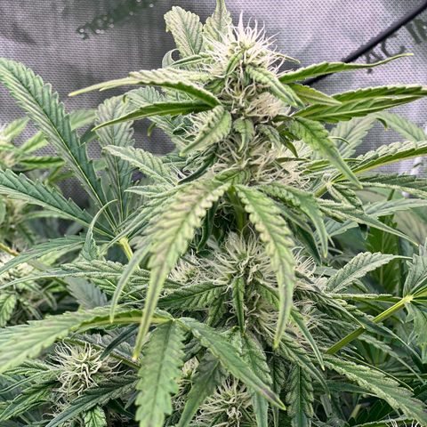 ILGM Blue Dream Auto growlog timeline photo