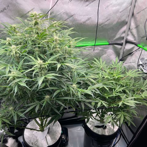 ILGM Blue Dream Auto growlog timeline photo