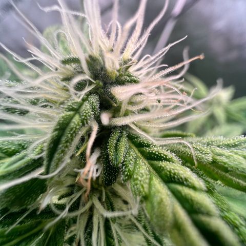 ILGM Blue Dream Auto growlog timeline photo