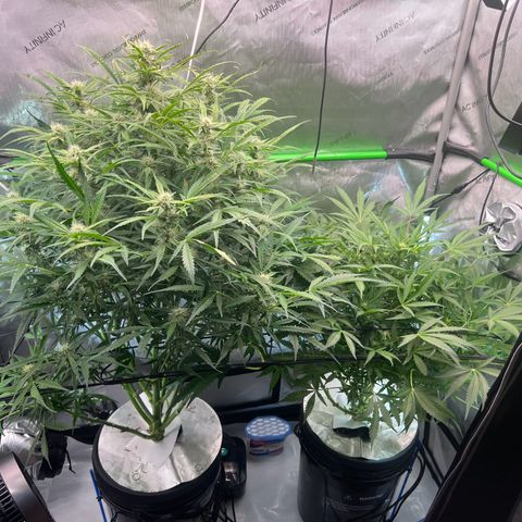 ILGM Blue Dream Auto growlog timeline photo