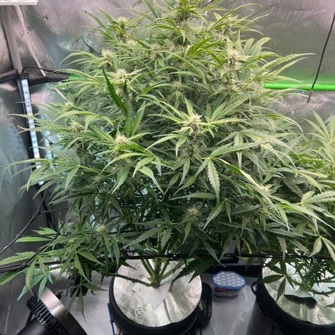 ILGM Blue Dream Auto growlog timeline photo