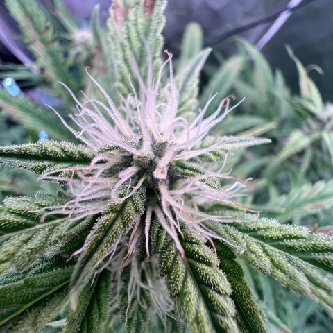 ILGM Blue Dream Auto growlog timeline photo