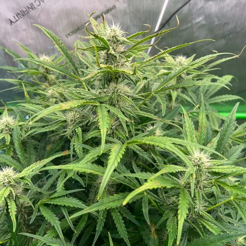 ILGM Blue Dream Auto growlog timeline photo