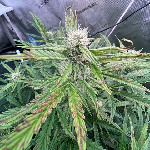 ILGM Blue Dream Auto growlog timeline photo