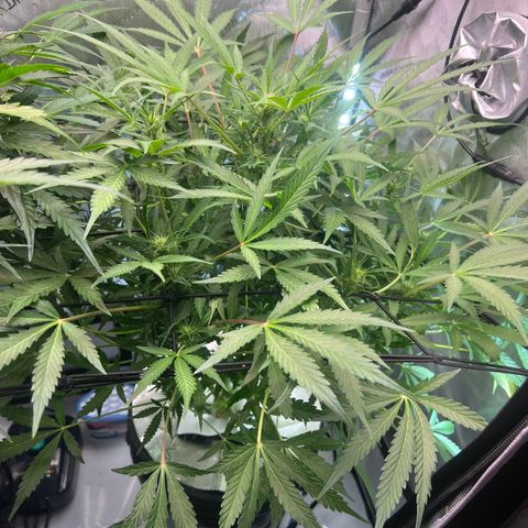 ILGM Blue Dream Auto growlog timeline photo