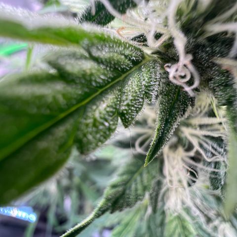 ILGM Blue Dream Auto growlog timeline photo