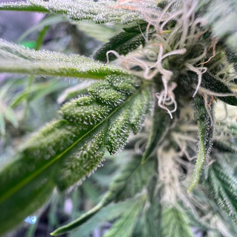 ILGM Blue Dream Auto growlog timeline photo