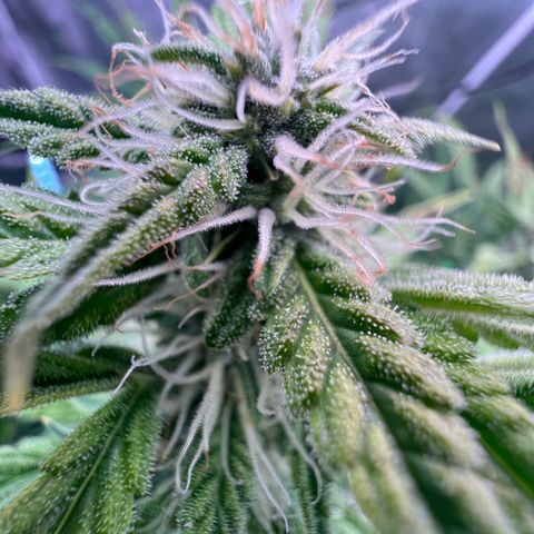 ILGM Blue Dream Auto growlog timeline photo