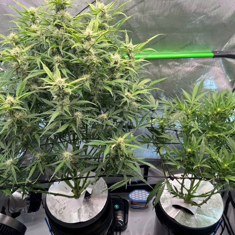 ILGM Blue Dream Auto growlog timeline photo