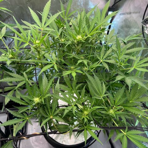 ILGM Blue Dream Auto growlog timeline photo