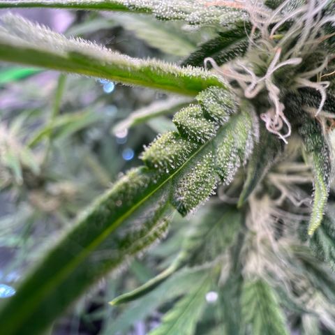 ILGM Blue Dream Auto growlog timeline photo