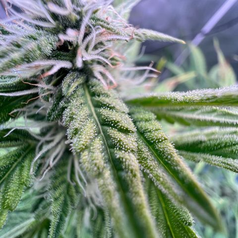 ILGM Blue Dream Auto growlog timeline photo