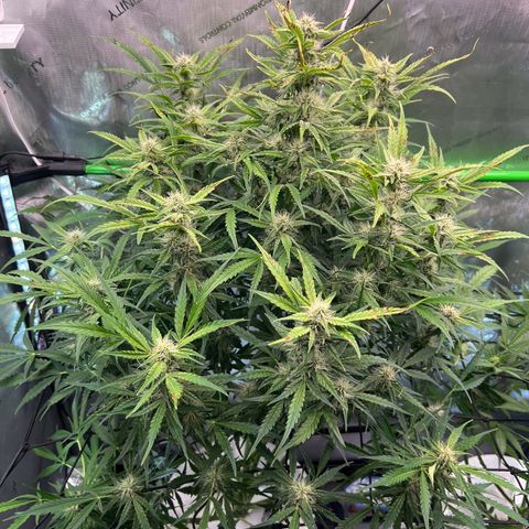 ILGM Blue Dream Auto growlog timeline photo