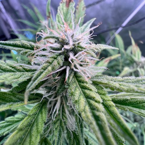 ILGM Blue Dream Auto growlog timeline photo