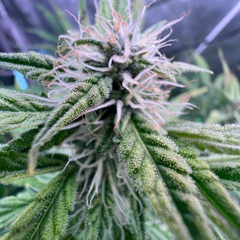 ILGM Blue Dream Auto growlog timeline photo