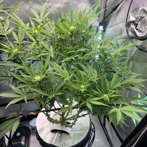 ILGM Blue Dream Auto growlog timeline photo