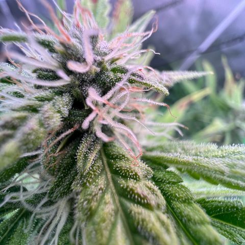 ILGM Blue Dream Auto growlog timeline photo