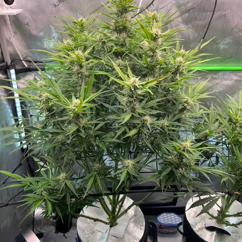 ILGM Blue Dream Auto growlog timeline photo