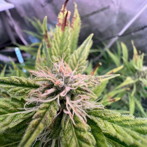 ILGM Blue Dream Auto growlog timeline photo