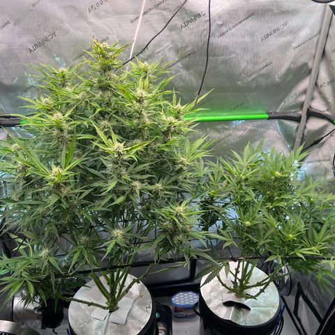 ILGM Blue Dream Auto growlog timeline photo