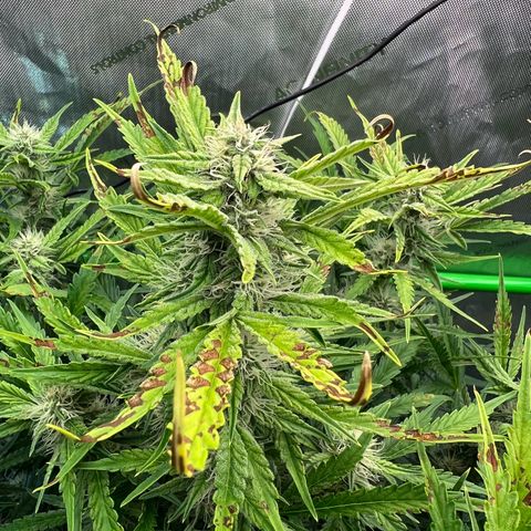 ILGM Blue Dream Auto growlog timeline photo