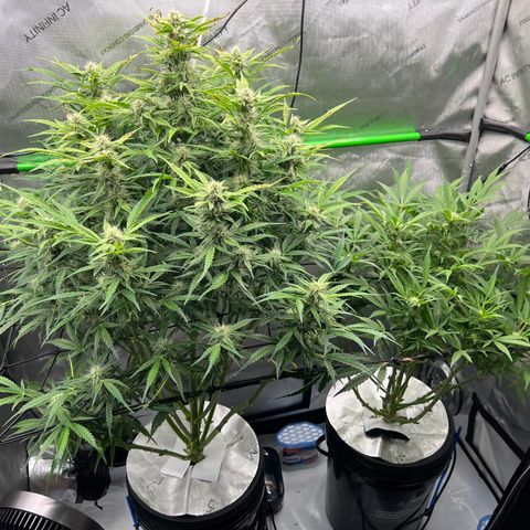 ILGM Blue Dream Auto growlog timeline photo