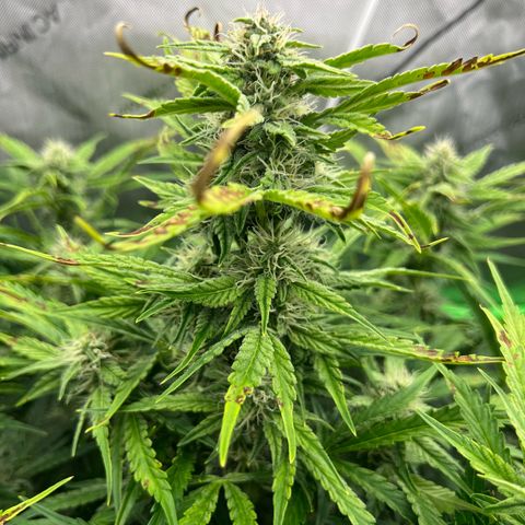 ILGM Blue Dream Auto growlog timeline photo