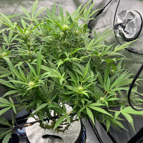 ILGM Blue Dream Auto growlog timeline photo