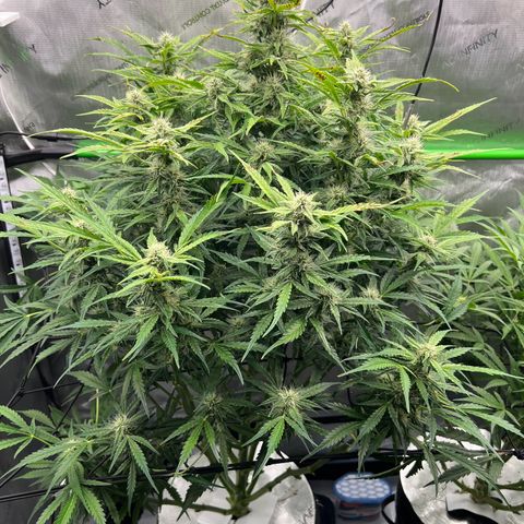ILGM Blue Dream Auto growlog timeline photo