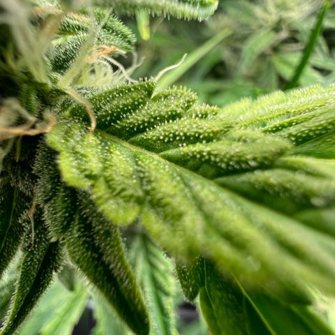 ILGM Blue Dream Auto growlog timeline photo