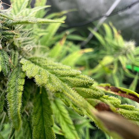 ILGM Blue Dream Auto growlog timeline photo