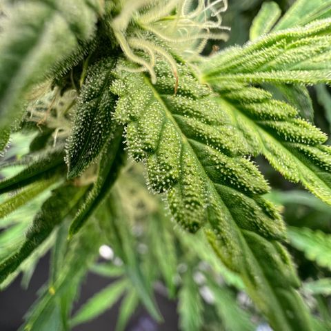 ILGM Blue Dream Auto growlog timeline photo