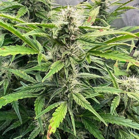 ILGM Blue Dream Auto growlog timeline photo