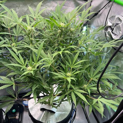 ILGM Blue Dream Auto growlog timeline photo