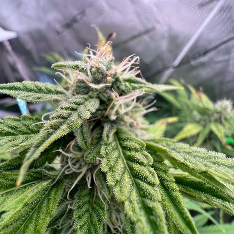 ILGM Blue Dream Auto growlog timeline photo