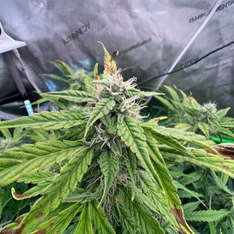 ILGM Blue Dream Auto growlog timeline photo