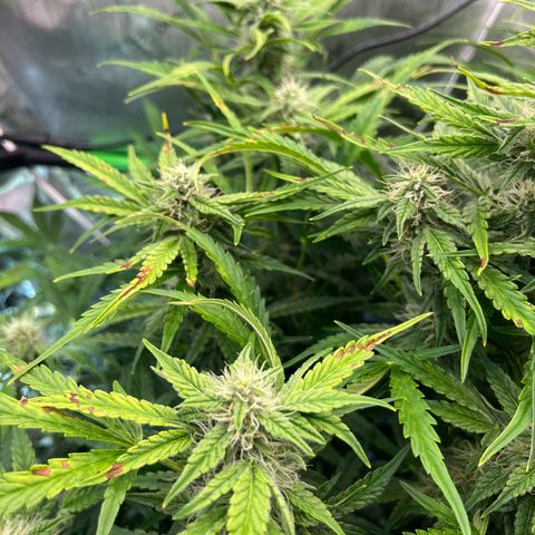 ILGM Blue Dream Auto growlog timeline photo